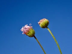 Brachyscome ciliaris