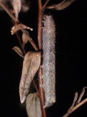 Orthodes majuscula