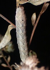 Orthodes majuscula