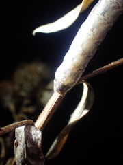 Orthodes majuscula