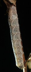 Orthodes majuscula