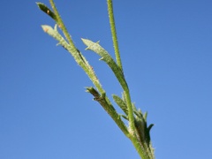 Brachyscome ciliaris