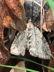 Hydriomena nubilofasciata