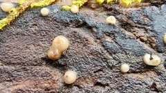 Helicogloea
