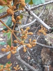 Merianthera sipolisii