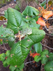 Merianthera sipolisii