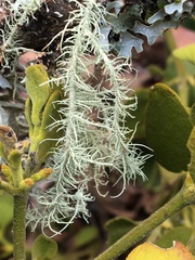 Usnea intermedia
