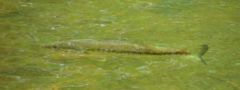 Micropterus haiaka