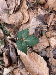 Cardamine diphylla