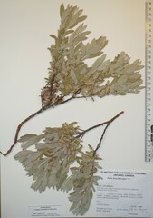 Salix brachycarpa brachycarpa