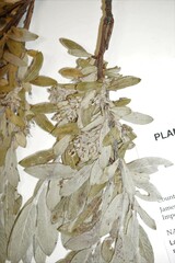 Salix brachycarpa brachycarpa