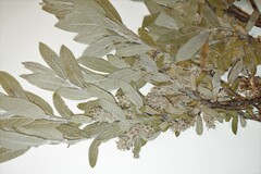 Salix brachycarpa brachycarpa