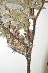 Salix brachycarpa brachycarpa