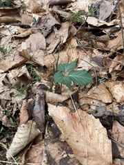 Cardamine diphylla