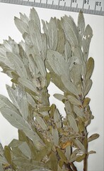 Salix brachycarpa brachycarpa