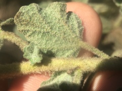 Malacothamnus foliosus