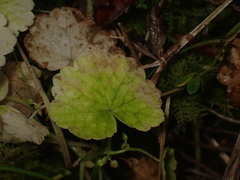 Hydrocotyle americana