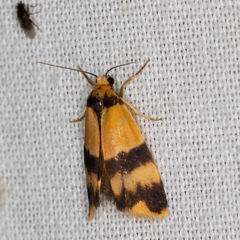 Stenoscaptia venusta