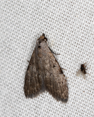 Nola pleurosema