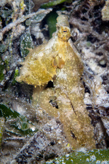 Abdopus aculeatus