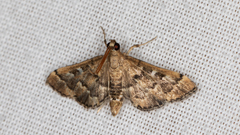 Nacoleia rhoeoalis