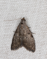 Nola pleurosema