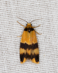 Stenoscaptia venusta