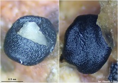 Tryblidiopsis magnesii