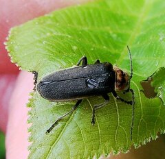 Atalantycha dentigera