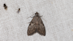 Nola pleurosema