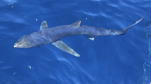 Blue Shark, photo 2 of 7