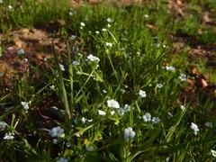 Plagiobothrys collinus