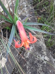 Barbacenia ensifolia