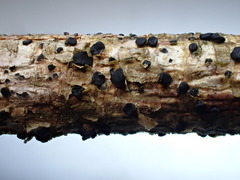 Tryblidiopsis magnesii