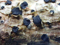 Tryblidiopsis magnesii