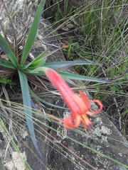 Barbacenia ensifolia