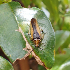Balta bicolor