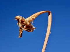 Reichardia tingitana
