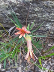 Barbacenia ensifolia