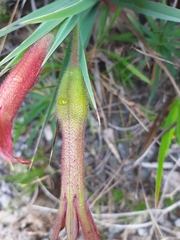 Barbacenia ensifolia