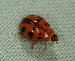 Harmonia octomaculata