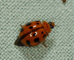 Harmonia octomaculata