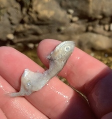 Trachurus