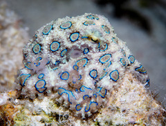 Hapalochlaena lunulata