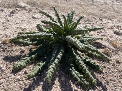 Phacelia integrifolia