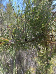 Hakea ulicina