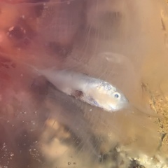 Trachurus