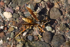 Polistes buyssoni
