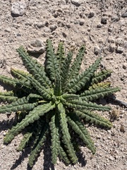 Phacelia integrifolia