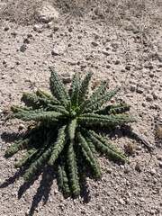 Phacelia integrifolia